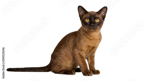 фотографія Brown Burmese cat with yellow eyes sitting attentively, isolated on transparent