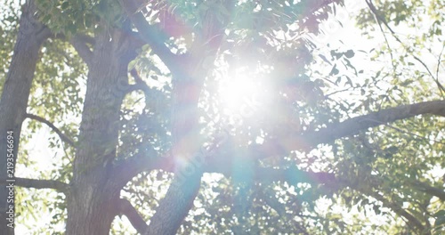 Sun peeking between branches causing flare as camera moving down revealing trunk and canopy in park