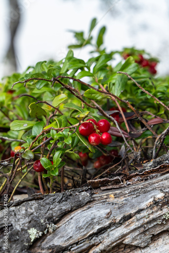 Wild lingonberries growing on fallen birch in Swedish Lapland