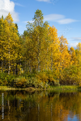 Golden autumn trees reflected in a northern Swedish river