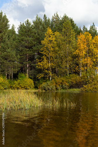 Autumn birch forest reflected in northern Swedish calm water