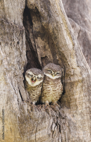 Spottet owlet with cute expressions