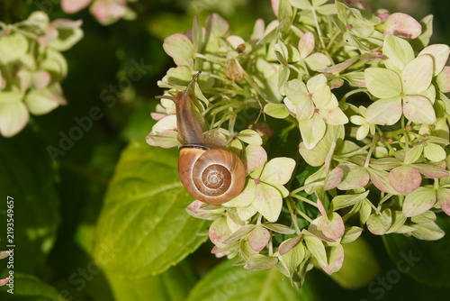 Grove snail, brown-lipped snail (Cepaea nemoralis), family Helicidae. Discolored pink flowers of Hydrangea (Hydrangea macrophylla). Autumn, Netherlands, September
