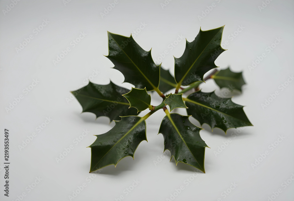Fototapeta premium Christmas holiday decoration, holly leaves with water droplets for winter seasonal greeting cards and festive botanical design on a white background