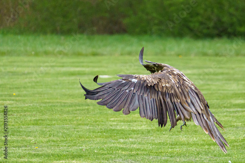 Foto Cinereous Vulture Flying Low Over Green Field⁠