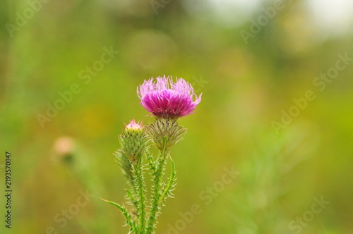 Obraz na plátně Horizontal close up of blooming milk thistle (Silybum marianum) with bright purple flowers in a sunny field