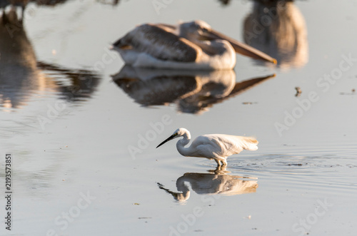 pelican in the water