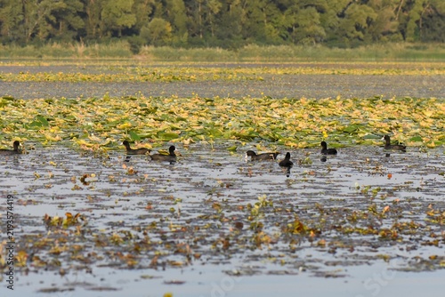 Quadro su tela Black coot water birds on the lake cowered with water lilies