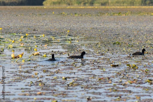Quadro su tela Black coot water birds on the lake cowered with water lilies