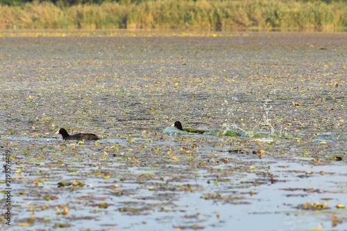 Fotografie Black coot water birds on the lake cowered with water lilies