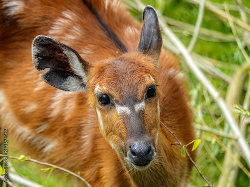 Bild auf Leinwand Close-Up of a Brightly Colored western sitatunga calf in a Natural Grassland Hab
