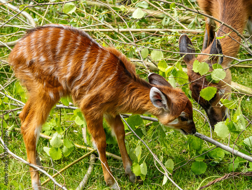 Bild auf Leinwand Young sitatunga antelope calves grazing on fresh green leaves