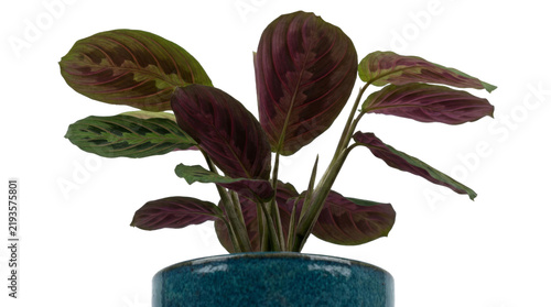 Fotografie Vibrant prayer plant with striking purple and green patterned leaves in a blue p
