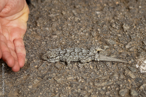 Фотография Small gecko beside human hand showing scale, camouflage, reptile and wildlife en