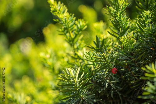 Fotografie Red poisonous berry-like aril on a yew branch.