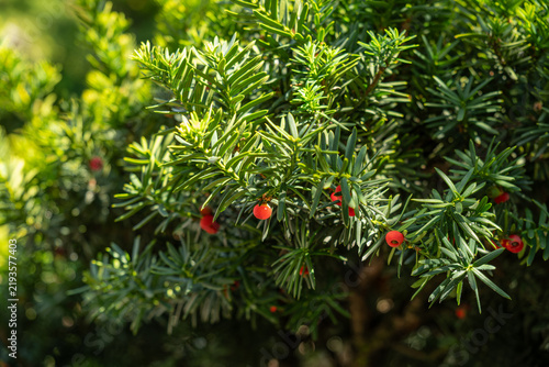 Red poisonous berry-like aril on a yew branch.