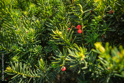 Fotografie Red poisonous berry-like aril on a yew branch.