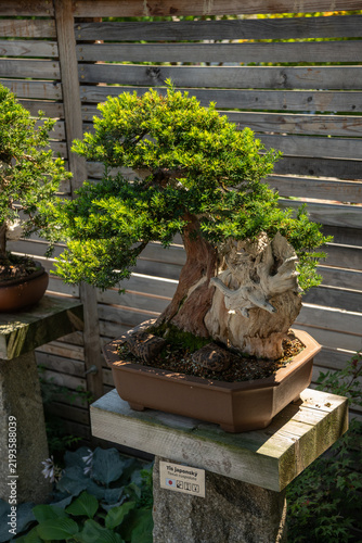 Quadro su tela Japanese yew bonsai in a ceramic pot outdoors in a garden.