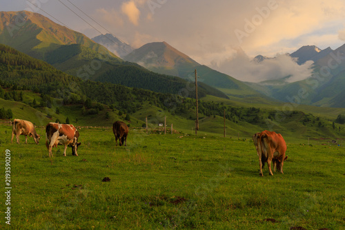 Cows Grazing in Lush Mountain Meadow at Sunset