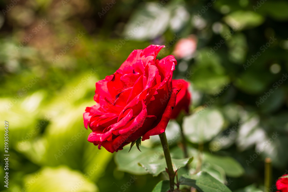 Obraz premium Texture of fresh blooming roses with delicate petals and natural floral background