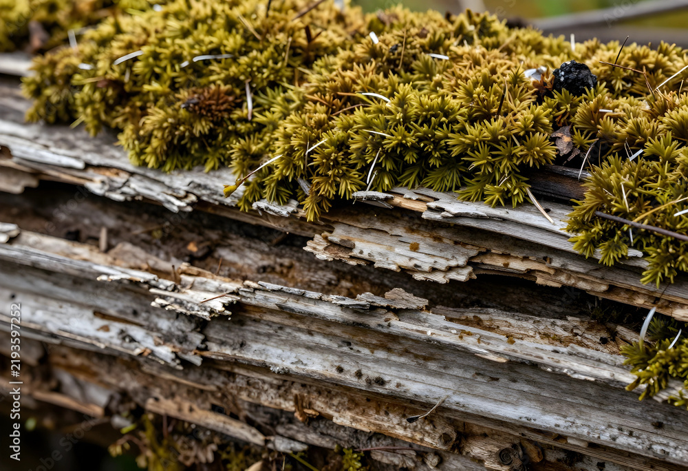 Fototapeta premium Ecosystem restoration and forest regeneration, green moss growing on decaying wood log in natural woodland environment with organic decomposition process