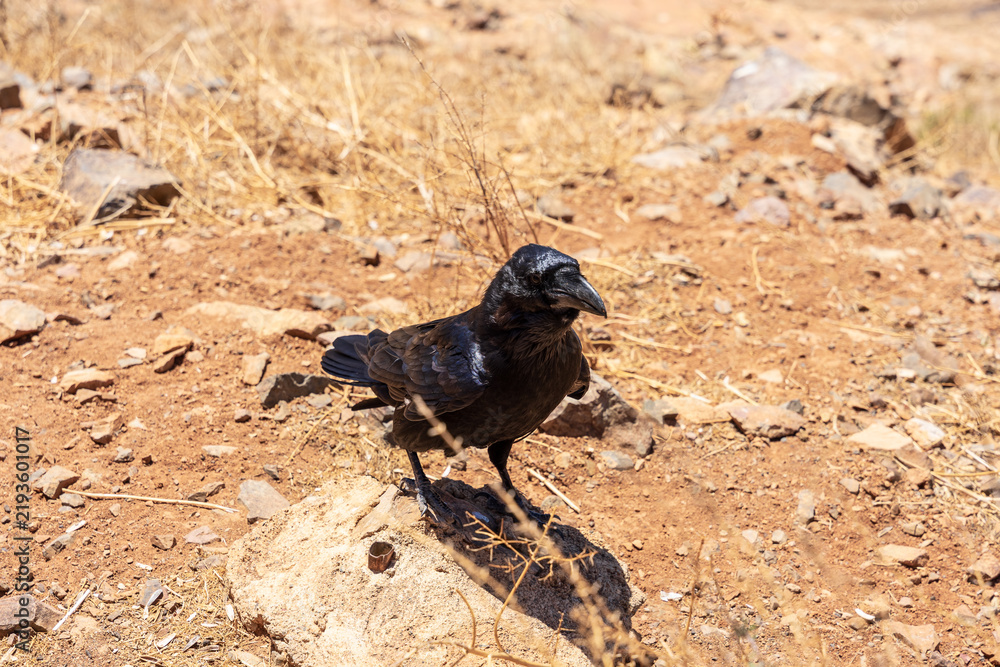 Obraz premium Canary raven standing on rocky ground in Fuerteventura, Canary Islands, Spain.
