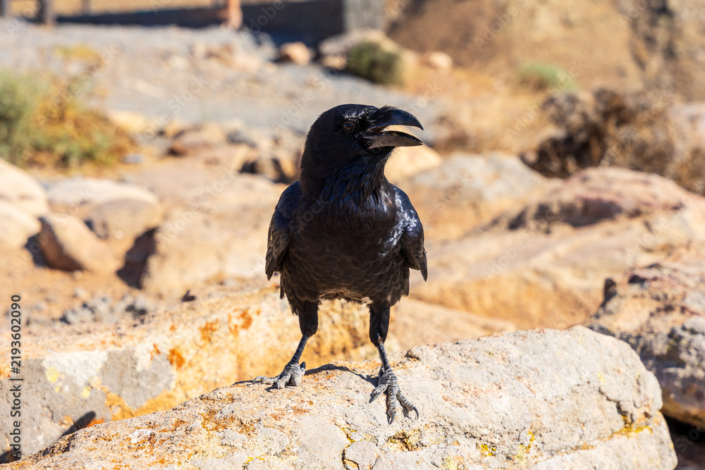 Obraz premium Canarian raven perched on rock with mountain landscape, Fuerteventura, Canary Islands, Spain.