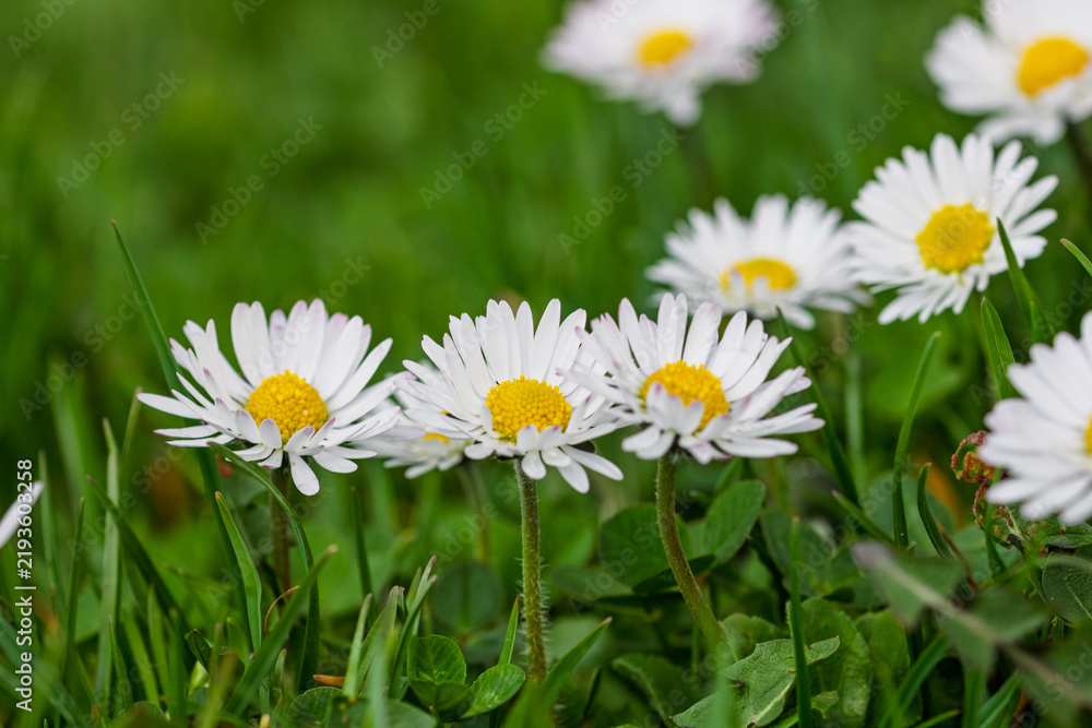 Fototapeta premium Field of white daisy flowers blooming abundantly in an outdoor meadow during the spring season