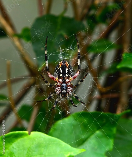 Quadro su tela Spider underside