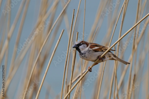 Male house sparrow perched on a dry reed stalk