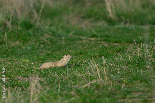 European ground squirrel lying in green grass