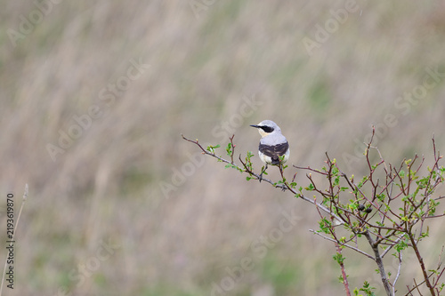 Male northern wheatear bird perched on a branch