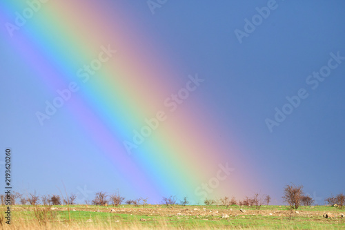 Bright colorful rainbow in blue sky over green field