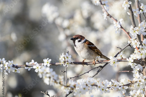 Eurasian tree sparrow sitting on a blooming branch