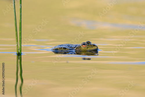 European marsh frog swimming in golden water at sunset