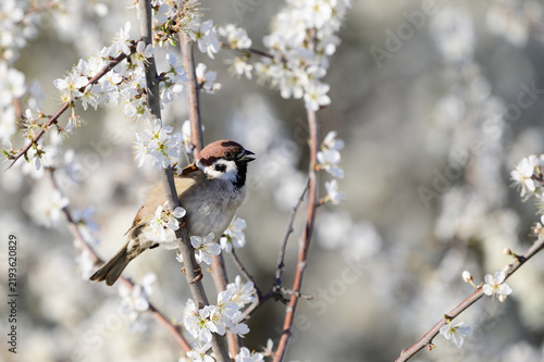 Eurasian tree sparrow perched on blooming cherry branch