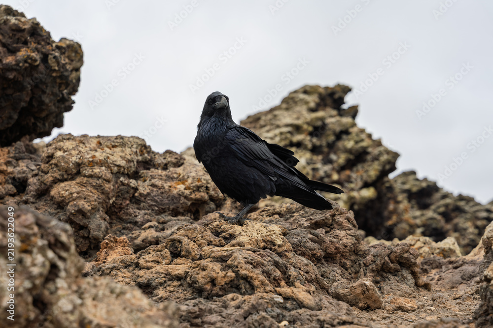 Obraz premium Canarian raven perched on volcanic rock at Calderon Hondo, Fuerteventura, Canary Islands, Spain.