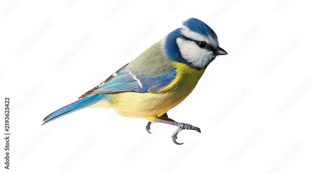 Obraz premium Isolated blue tit bird perched gracefully, showcasing its vibrant plumage and keen eye