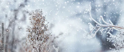 Panel kuchenny z motywem Frozen plant covered with frost during snowfall on blurred winter background