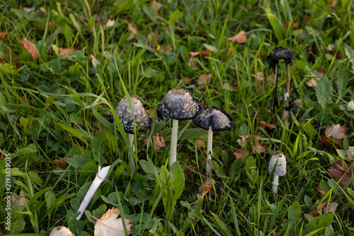 Group of wild inedible mushrooms in grass showing black ink caps decaying in autumn meadow.