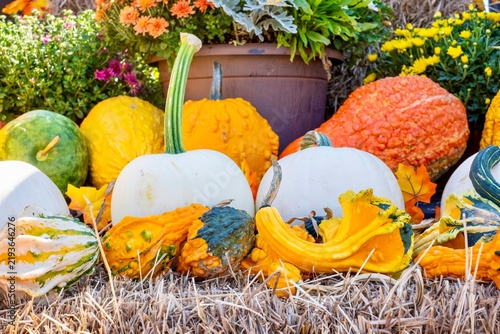 Colorful pumpkins and gourds display for autumn harvest season