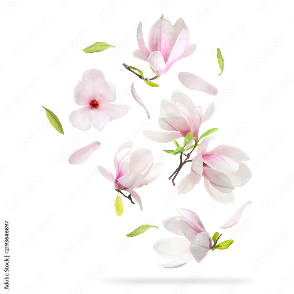 Obraz premium Magnolia flowers and leaves falling against white background