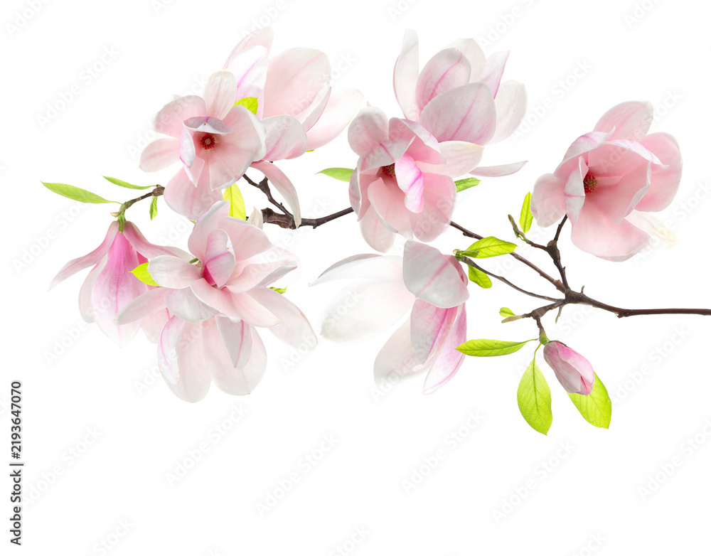 Fototapeta premium Magnolia branch with pink flowers isolated on white