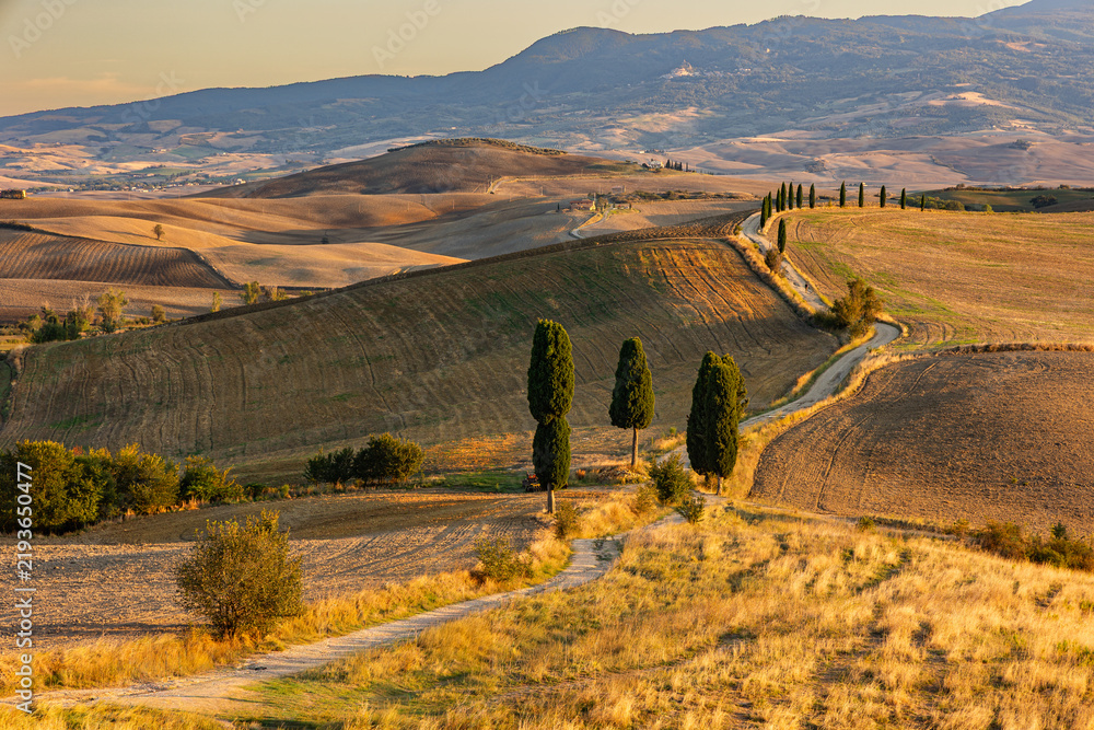 Obraz premium The rolling hills with a curvy road lined by cypress trees in the Tuscany valley of Val D'orcia at the warm sunset time