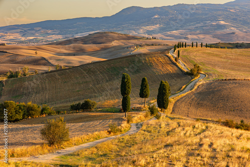 The rolling hills with a curvy road lined by cypress trees in the Tuscany valley of Val D'orcia at the warm sunset time