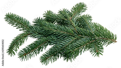 Isolated green fir branch, a natural evergreen element for Christmas and winter holiday decor.