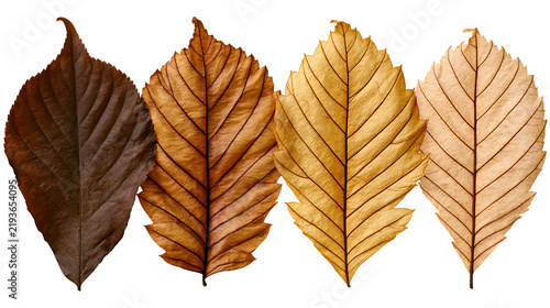 Quadro su tela Isolated row of four autumn leaves showcasing a natural color transition from da