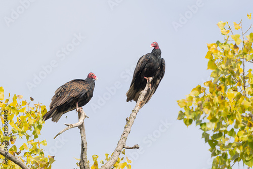 Konstfotografi Turkey Vultures Roosting in Trees Among Yellow Autumn Leaves