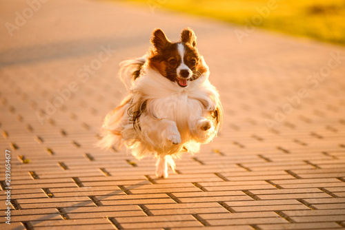 фотографія Fast papillon dog sprinting towards camera on paved park path on sunset, dynamic