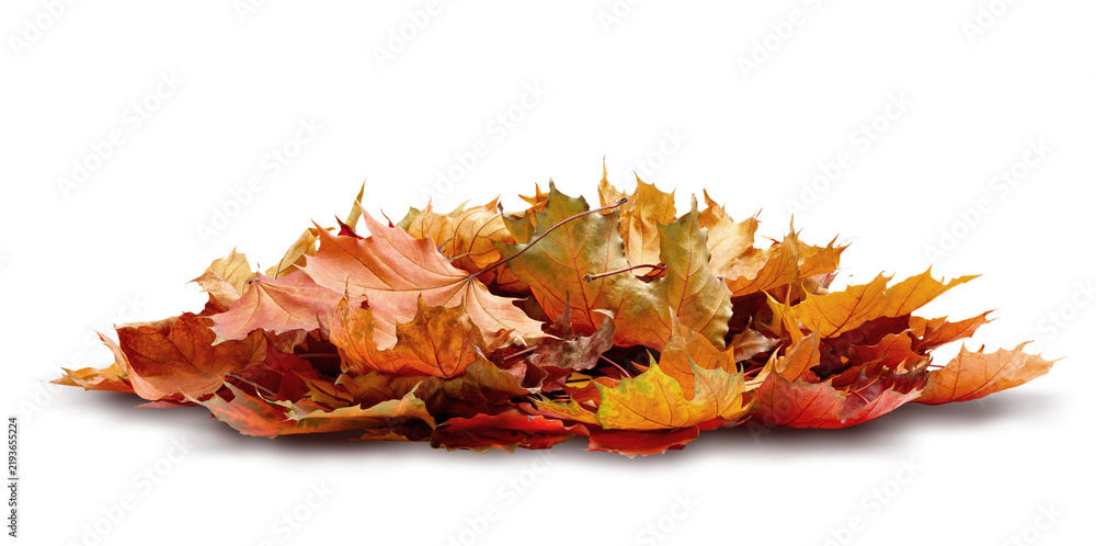 Obraz premium Autumn maple leaves pile isolated transparent background with shadows. Golden, orange, brown reflect freshness autumn season. fall autumn seasonal compositions and autumn concept backdrops.
